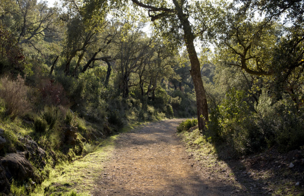 Sentier du Massif de la Colle Noire